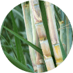 sugarcane