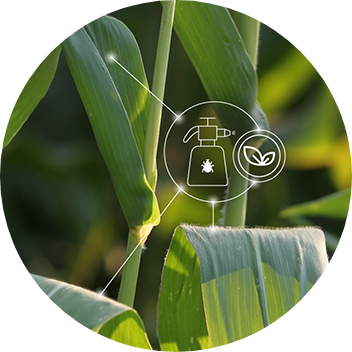 Minimal risk pesticide